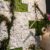 Moss