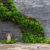 Shou Sugi Ban